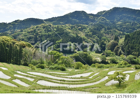 田植え直後の大山千枚田 千葉 田植え直後の大山千枚田 千葉 115769339