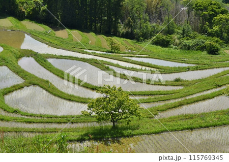 田植え直後の大山千枚田 千葉 田植え直後の大山千枚田 千葉 115769345