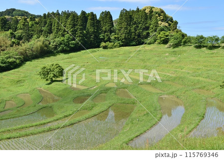 田植え直後の大山千枚田 千葉 田植え直後の大山千枚田 千葉 115769346