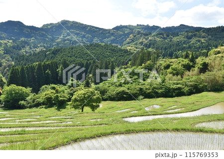 田植え直後の大山千枚田 千葉 田植え直後の大山千枚田 千葉 115769353