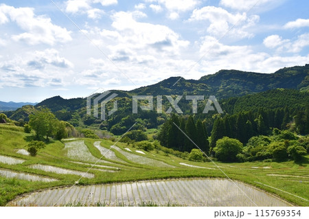 田植え直後の大山千枚田 千葉 田植え直後の大山千枚田 千葉 115769354