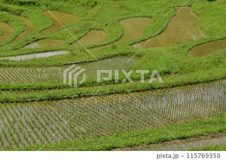 田植え直後の大山千枚田 千葉 田植え直後の大山千枚田 千葉 115769358