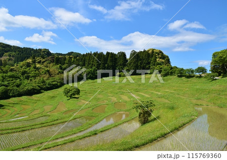 田植え直後の大山千枚田 千葉 田植え直後の大山千枚田 千葉 115769360