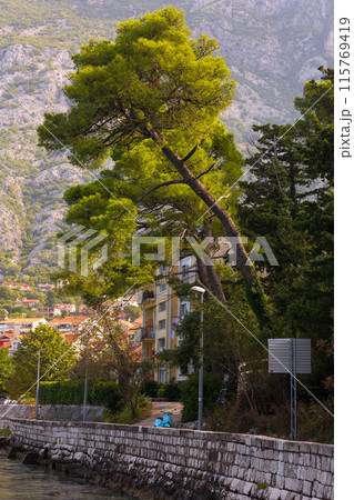 Kotor, Montenegro street view, pine trees near sea Kotor, Montenegro street view, pine trees near sea 115769419