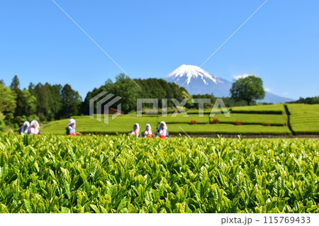 晴天のおおぶちお茶まつり 静岡 晴天のおおぶちお茶まつり 静岡 115769433