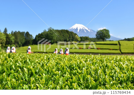 晴天のおおぶちお茶まつり 静岡 晴天のおおぶちお茶まつり 静岡 115769434