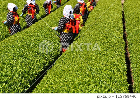 晴天のおおぶちお茶まつり 静岡 晴天のおおぶちお茶まつり 静岡 115769440