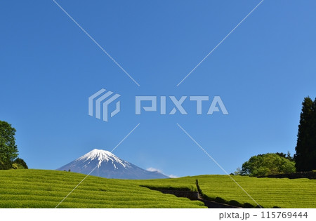 晴天の大淵笹葉　静岡 115769444