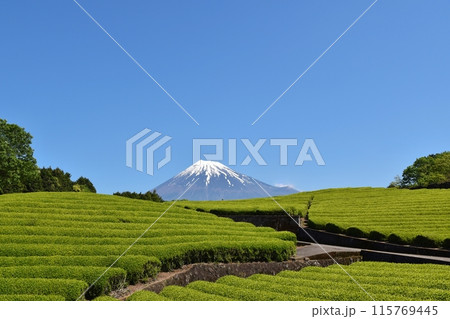 晴天の大淵笹葉　静岡 115769445