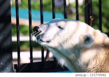 おびひろ動物園　ホッキョクグマ舎の光景 115770092