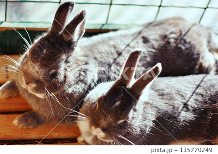 ウサギ (おびひろ動物園ちびっこファーム) ウサギ (おびひろ動物園ちびっこファーム) 115770249