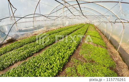 A wide angle view of the interior of an organic vegetable greenhouse, selective focus. 115770261