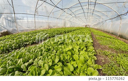 A wide angle view of the interior of an organic vegetable greenhouse, selective focus. A wide angle view of the interior of an organic vegetable greenhouse, selective focus. 115770262