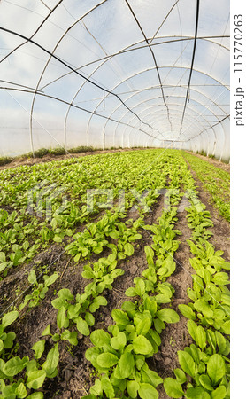 A wide angle view of the interior of an organic vegetable greenhouse, selective focus. 115770263