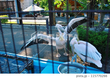 おびひろ動物園 ペリカン舎 おびひろ動物園 ペリカン舎 115770266