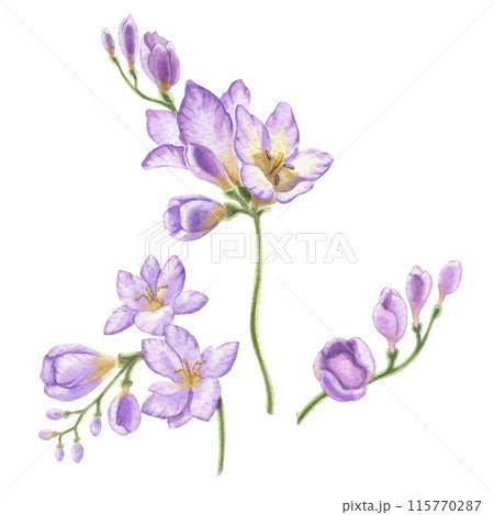 Flowering freesia branches. Watercolor illustration for the design of invitations and cards for a wedding, birthday, anniversary, birth of a child. Set of delicate purple colors for your design. Flowering freesia branches. Watercolor illustration for the design of invitations and cards for a wedding, birthday, anniversary, birth of a child. Set of delicate purple colors for your design. 115770287
