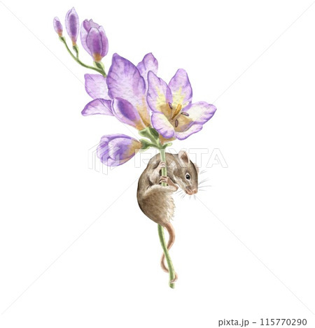 Mouse on a freesia flower branch. Watercolor illustrations of animals. Cute animals for invitations, greeting cards, baby showers and other celebrations. For printing stickers. Drawing of mammals. 115770290