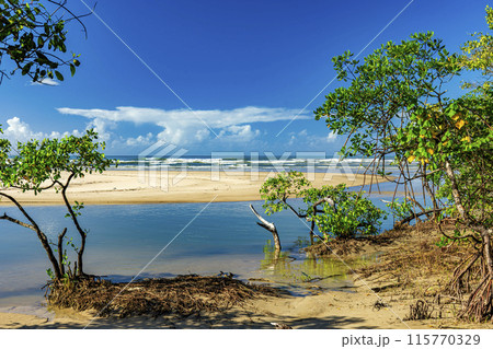 Meeting between the mangrove, river and sea 115770329