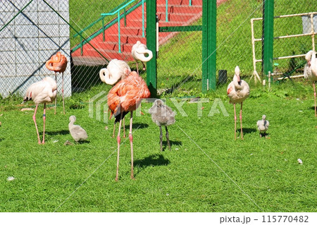 おびひろ動物園　フラミンゴ舎の風景 115770482