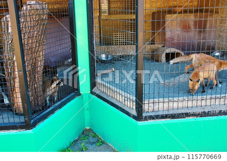 おびひろ動物園　狐狸舎 115770669