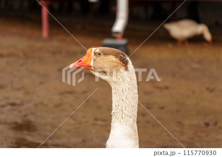 Geese across the dusty ground of a charming farmstead. Selective focus. 115770930