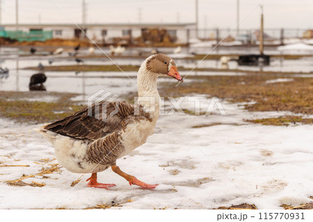 Geese standing in a row next to each other on a farm. Selective focus 115770931