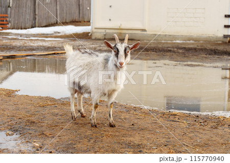 Goat on a farm, showcasing a typical scene in agriculture. Goat on a farm, showcasing a typical scene in agriculture. 115770940
