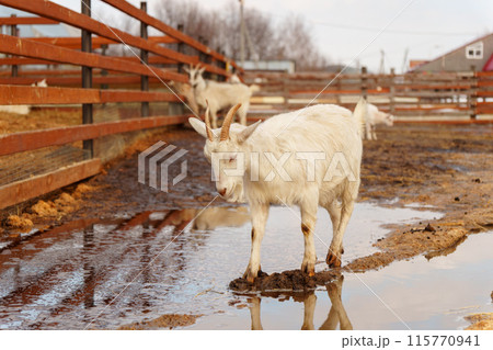 Goat are standing inside a pen on a farm, with each goat looking towards the camera. 115770941