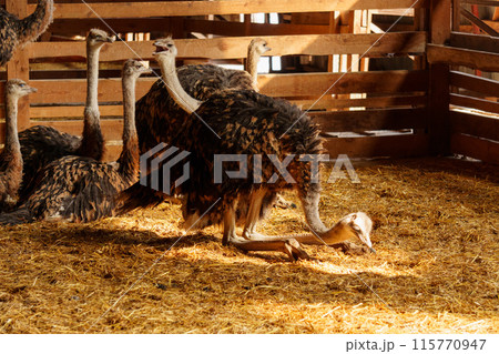 Ostrich confidently struts around the interior of a born on farm. Animal husbandry Ostrich confidently struts around the interior of a born on farm. Animal husbandry 115770947