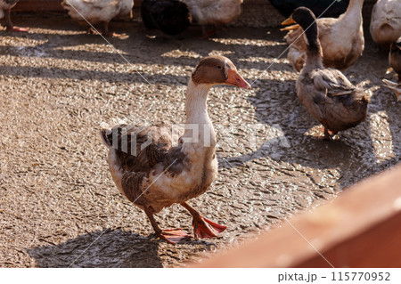 Geese group are peacefully coexisting within a fenced-in area on a farm Geese group are peacefully coexisting within a fenced-in area on a farm 115770952