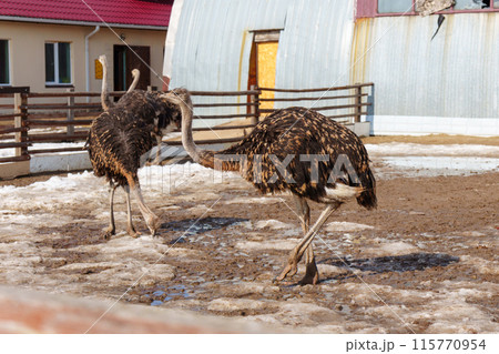Ostrich stands tall on a wooden fence, surrounded by snow, at an ostrich farm in a serene winter setting. 115770954