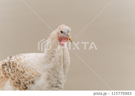 Rural countryside landscape with broad breasted domestic turkey. 115770983