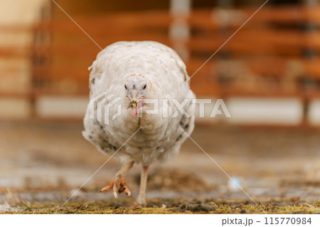 Turkey walks on a farm. Organic animals farm. Selective focus 115770984