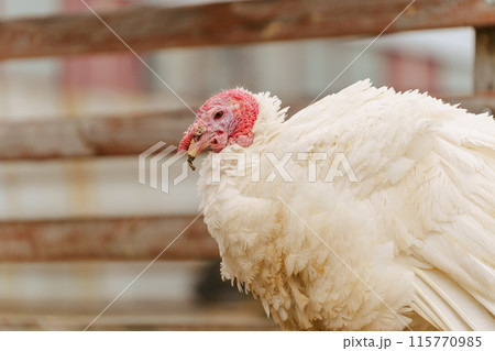 Turkey in the village selective focus. Poultry farm, suburban wildlife 115770985