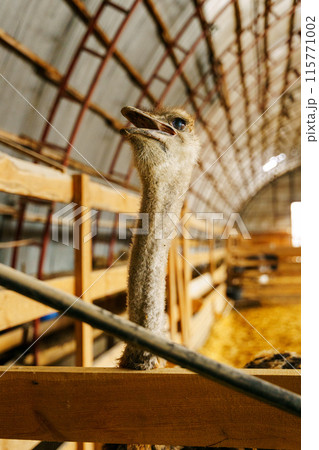 Ostrich stands tall and proud in a traditional barn setting, showcasing its impressive size and unique features. Ostrich stands tall and proud in a traditional barn setting, showcasing its impressive size and unique features. 115771002