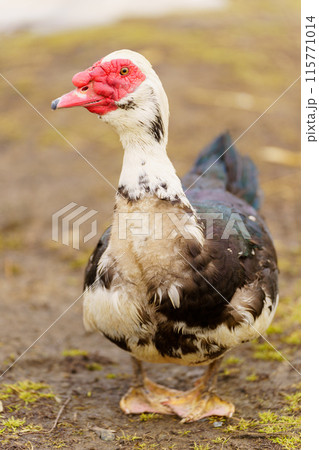 Muscovy duck with a striking red beak, showcasing its unique and vibrant feature in a farm setting. Vertical photo 115771014