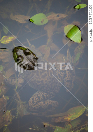 水面から顔を出すウシガエル 水面から顔を出すウシガエル 115771106