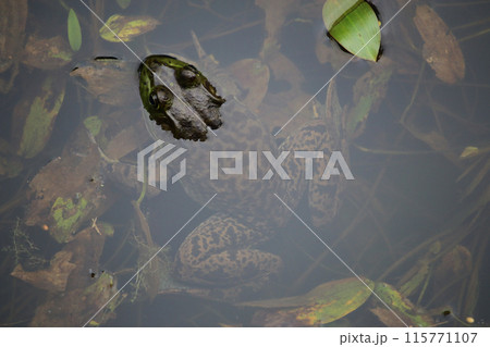 水面から顔を出すウシガエル  115771107