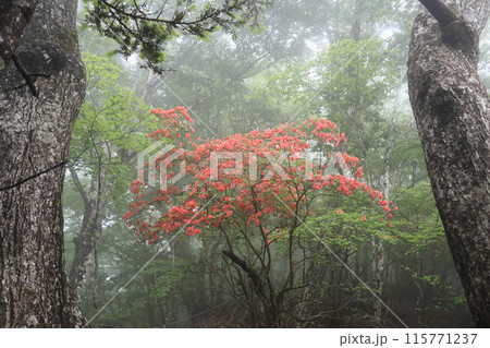 ヤマツツジの花 ヤマツツジの花 115771237