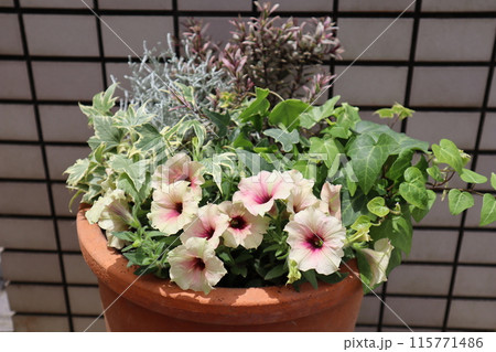 ペチュニアとリーフの寄せ植え ペチュニアとリーフの寄せ植え 115771486