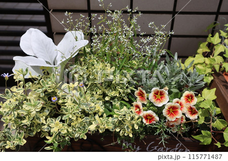 カリブラコアとリーフの寄せ植え 115771487