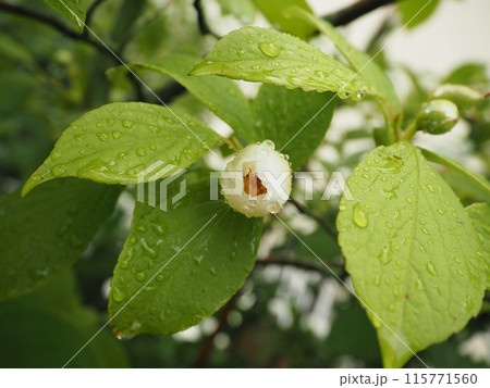 雨の夏椿の蕾　2 115771560