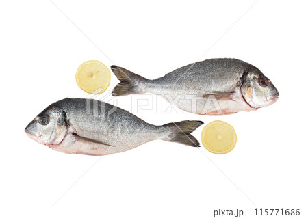 Two raw scrubbed dorado fish with lemon slices on white background. Two raw scrubbed dorado fish with lemon slices on white background. 115771686