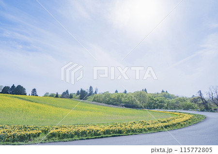 新潟 菜の花畑(小千谷市) 新潟 菜の花畑(小千谷市) 115772805