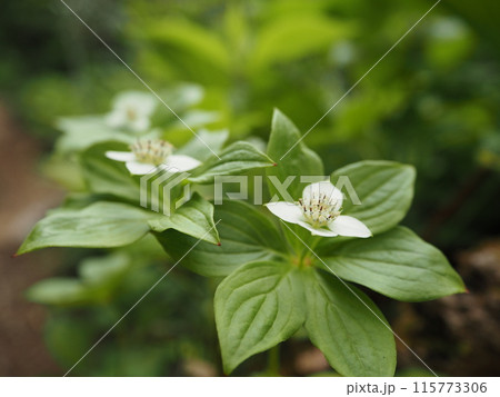 登山道に咲くゴゼンタチバナ 115773306