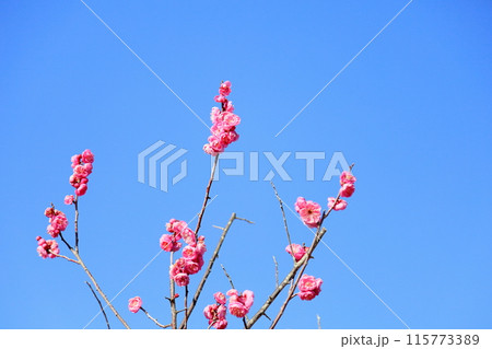 ピンクの梅の花 ピンクの梅の花 115773389