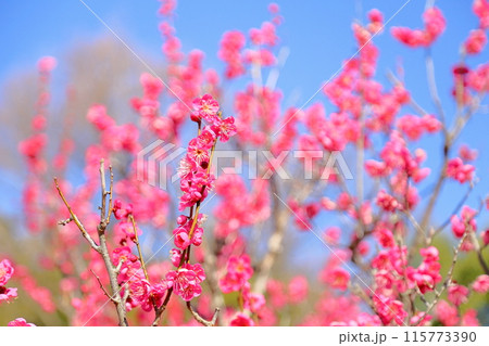 ピンクの梅の花 115773390