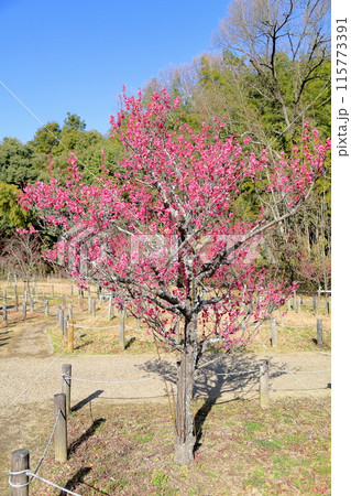 ピンクの梅の花 115773391