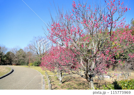 ピンクの梅の花 115773969