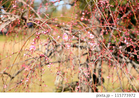 ピンクのしだれ梅の花 ピンクのしだれ梅の花 115773972